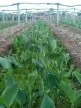 绿化苗木与工艺品的融合之美