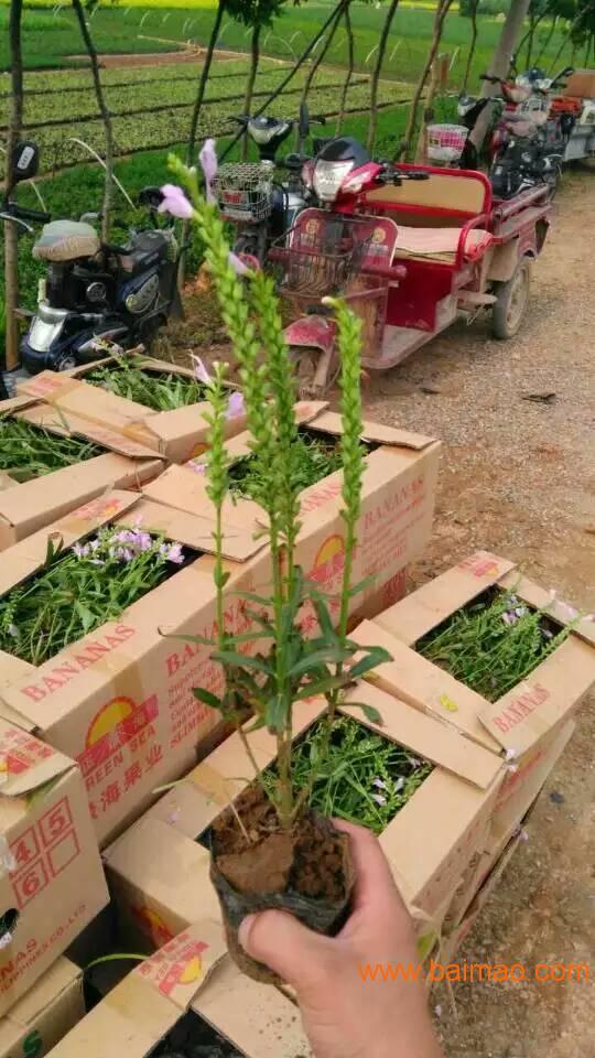 山东薰衣草与马鞭草 优质产品与种植基地介绍